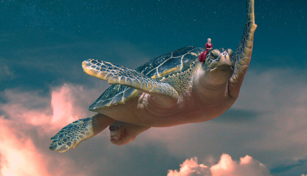 Marko-Tosic-Turtle