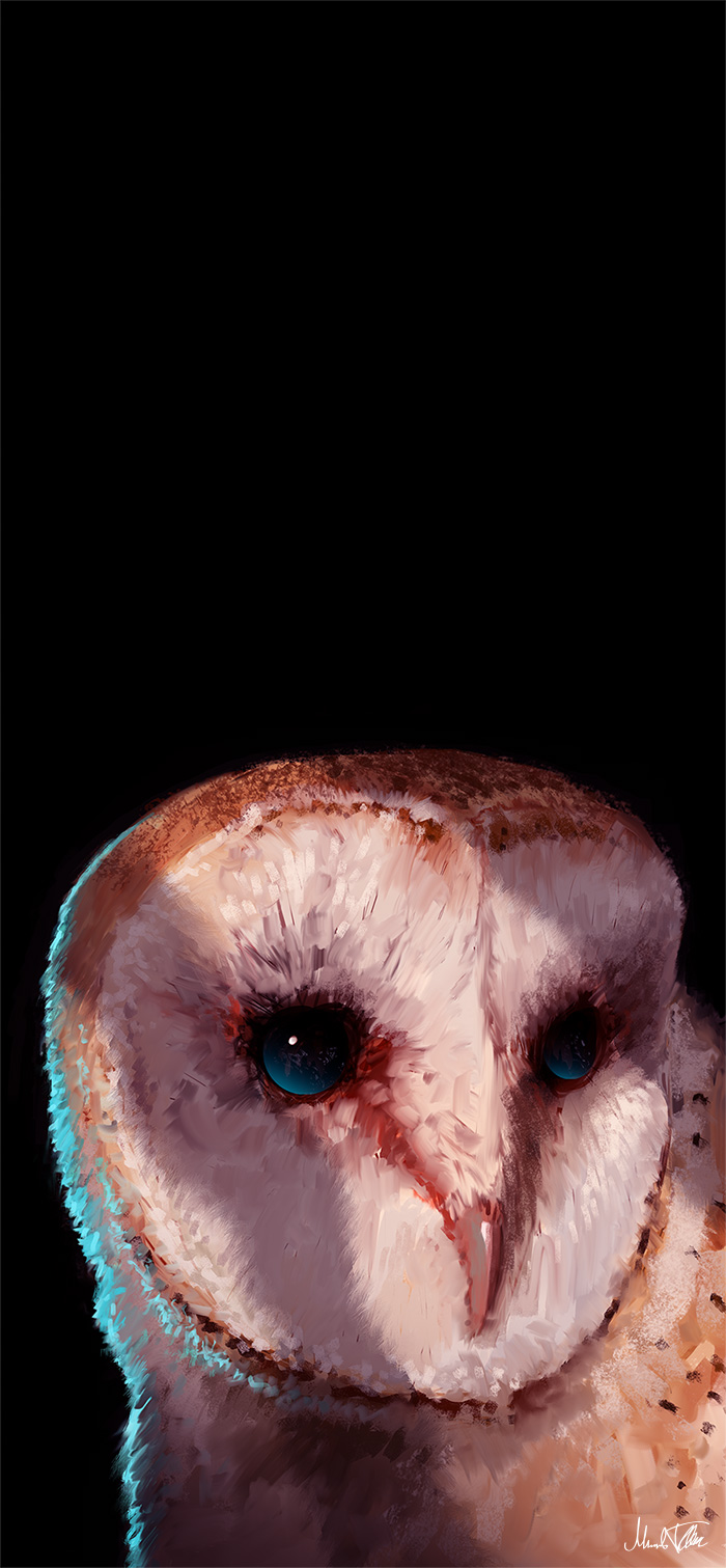 Owl