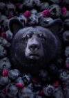 Blueberry-Bear-MRes-nosig